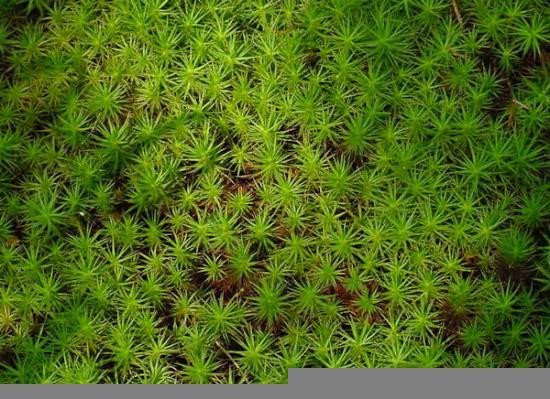 Photograph of Illegal Moss Collecting For Christmas Highlighted