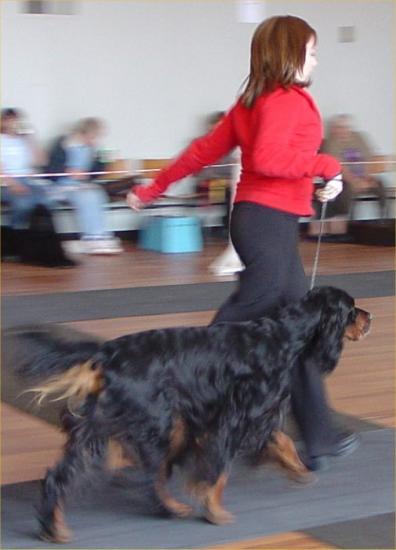 Photograph of Caithness Canine Club 2004 Dog Show At Wick