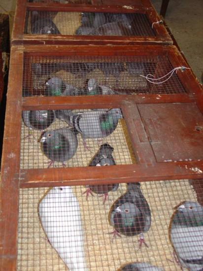 Photograph of Wick And District Pigeon Club History