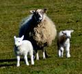 Thumbnail for article : Lambs In East Caithness