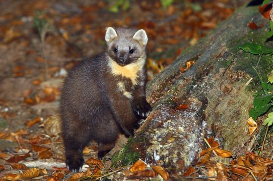 Photograph of Pine Marten Showing Signs Of Recovery Caithness to Central Belt