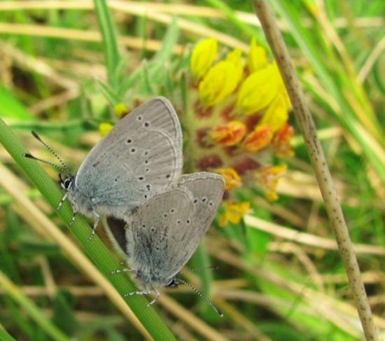 Photograph of Volunteers Wanted To Help Rare Blue Butterfly  