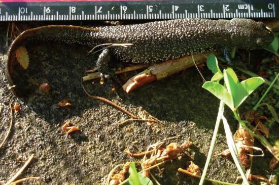 Photograph of New research shows great crested newts are Highlanders