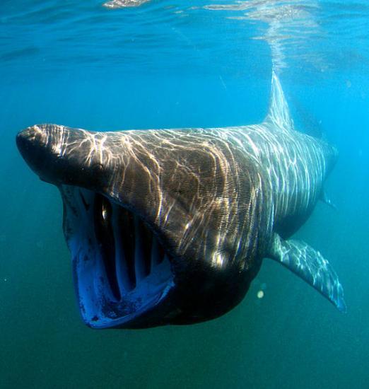 Photograph of Second year of basking shark tagging gets underway