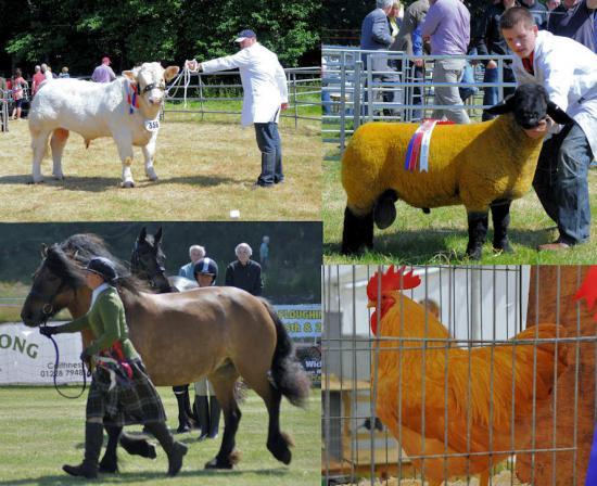 Photograph of Highwayman steals the show and its supreme prize  