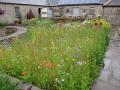 Thumbnail for article : Castlehill Heritage Garden Looking Good