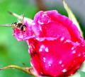 Thumbnail for article : Hoverflies On Roses With Raindrops
