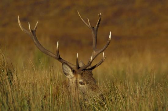 Photograph of Still Time To Vote For Scotland's Favourite Wild Animal