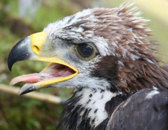 Photograph of Golden eagle soars high as Scotlands number 1