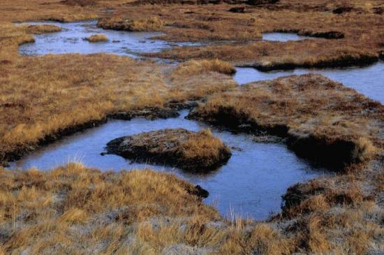 Photograph of 10 things you may not know about peat