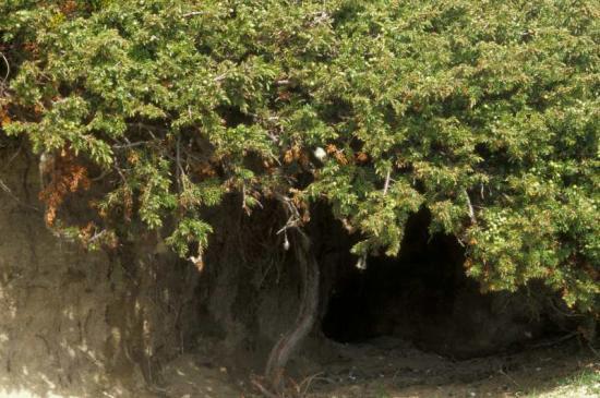 Photograph of National Juniper Day! 15 March 2014