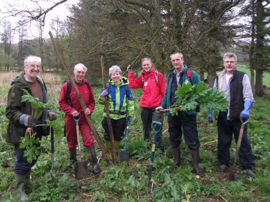 Photograph of Caithness Volunteers Get Giant Hogweed Under Control