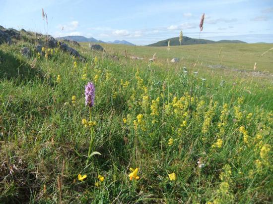 Photograph of Flower-rich grasslands - brilliant for bumblebees