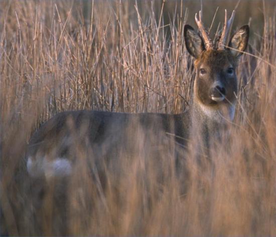 Photograph of 49 ways to help your wildlife - Views sought on New Plan to help Highland Biodiversity