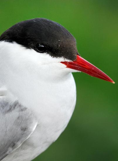 Photograph of New report shows encouraging signs for seabirds in Scotland