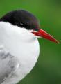 Thumbnail for article : New report shows encouraging signs for seabirds in Scotland