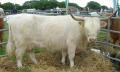 Thumbnail for article : Caithness County Show 2005