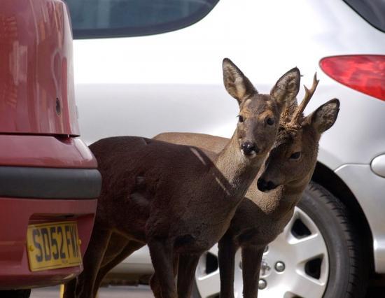 Photograph of New photo contest celebrates Scotland's urban deer