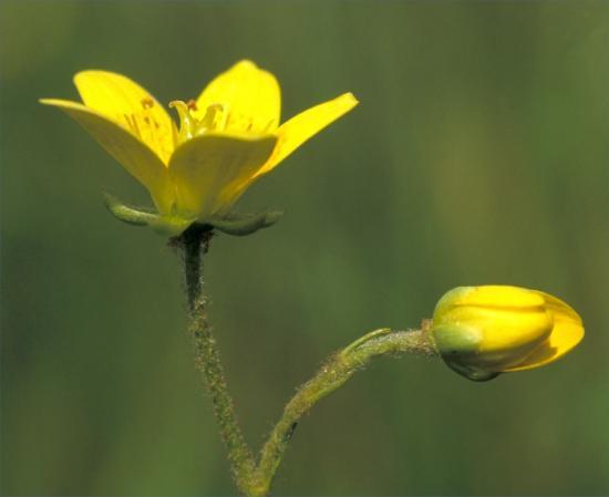 Photograph of Caithness wild plant conservation charity to benefit from Landfill fund