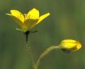 Thumbnail for article : Caithness wild plant conservation charity to benefit from Landfill fund