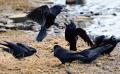 Thumbnail for article : Crows Muscle In On Duck's Feeding Ground At Wick
