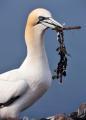 Thumbnail for article : Gannet numbers increase in northwest Scotland
