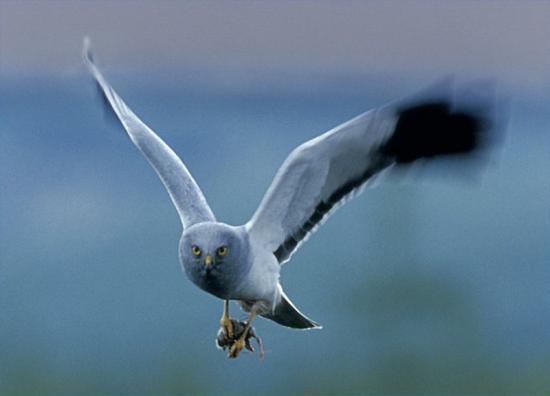 Photograph of Scots asked to report rare hen harrier sighting