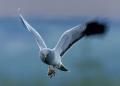Thumbnail for article : Scots asked to report rare hen harrier sighting