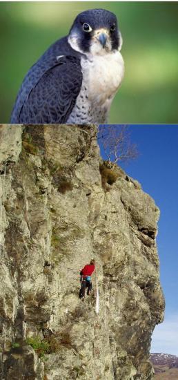 Photograph of Protecting cliff-nesting raptors in Scotland