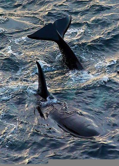 Photograph of Killer Whales Around The Caithness Coast 