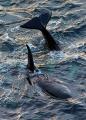 Thumbnail for article : Killer Whales Around The Caithness Coast 