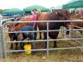 Thumbnail for article : Caithness County Show 2015 - Saturday Photos