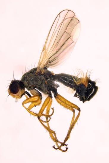 Photograph of New insect species found in Scotland