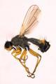Thumbnail for article : New insect species found in Scotland