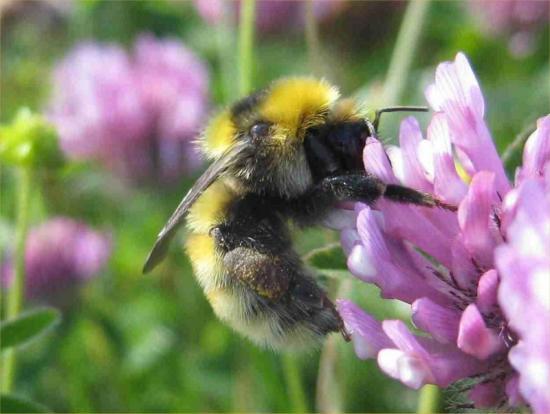 Photograph of Schools in Caithness urged to join up to protect UK's declining bee population