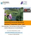 Thumbnail for article : Seed Collecting For Bumblebees