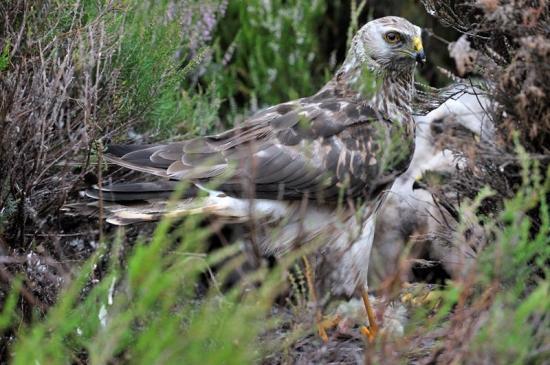 Photograph of Public asked to report rare hen harrier sightings