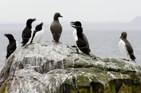Photograph of Mixed fortunes for seabirds in East Caithness