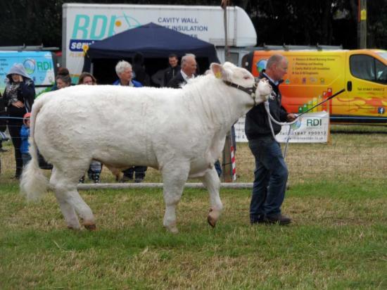 Photograph of Caithness County Show 2016 - Deadline For Entries