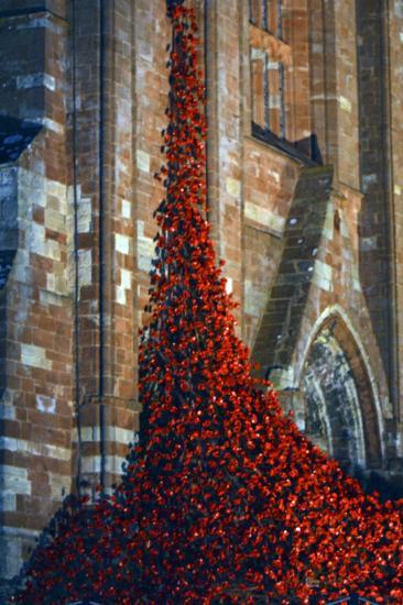 Photograph of Poppies: Weeping Window in Orkney
