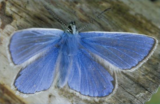 Photograph of Scotlands butterfly population shows winners and losers