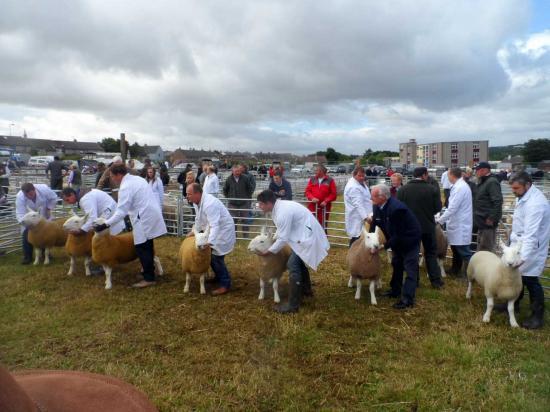 Photograph of Caithness County Show 2016