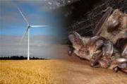 Thumbnail for article : North MSP asks Government what action they are taking to protect bats