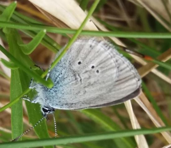 Photograph of Caithness Volunteers enhance habitat for the Small Blue butterfly
