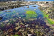 Thumbnail for article : Rockpool Rummage, Ackergillshore - 19th March 2017