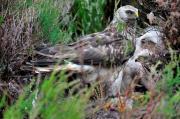 Thumbnail for article : Public asked for sightings of rare hen harriers