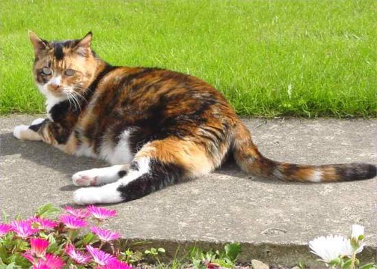 Photograph of Create a feline-friendly planting scheme with Cats Protection's gardening tips