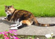 Thumbnail for article : Create a feline-friendly planting scheme with Cats Protection's gardening tips