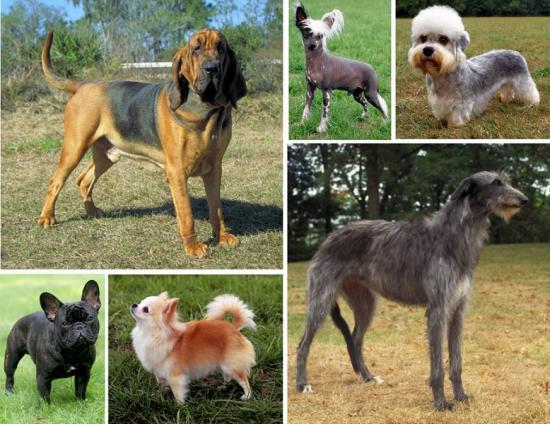Photograph of Council calls for responsible dog ownership