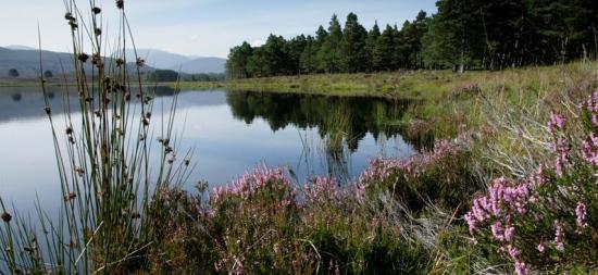 Photograph of RSPB Scotland seeks conservation champions